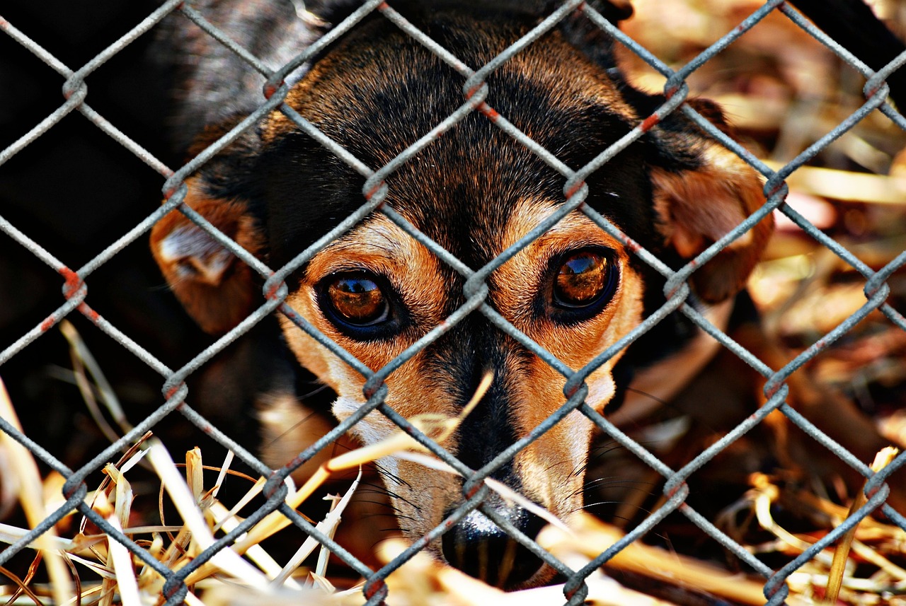 Imagen perro 1